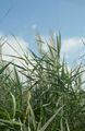 Photo Common Reed Aquatic Plants growing and characteristics