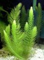 Photo Coontail, Hornwort Aquatic Plants growing and characteristics
