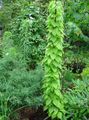 Photo Dioscorea caucasica Leafy Ornamentals growing and characteristics
