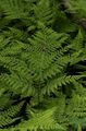 Photo Diplazium sibiricum Ferns growing and characteristics