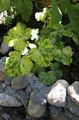 Photo Double Columbine Leafy Ornamentals growing and characteristics