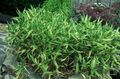green Ornamental Plants Dwarf White-Stripe bamboo, Kamuro-zasa cereals, Pleioblastus characteristics, Photo