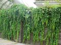 Photo English Ivy, Common Ivy Leafy Ornamentals growing and characteristics