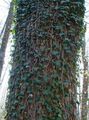 зелений Декоративні Рослини Плющ декоративно-листяні, Hedera характеристика, Фото