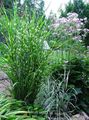 Photo Eulalia, Maiden Grass, Zebra Grass, Chinese Silvergrass Cereals growing and characteristics