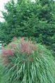 grøn Prydplanter Eulalia, Jomfru Græs, Zebra Græs, Kinesisk Silvergrass korn, Miscanthus sinensis egenskaber, Foto