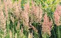 Photo Feather reed grass, Striped feather reed Cereals growing and characteristics