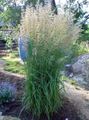 green Ornamental Plants Feather reed grass, Striped feather reed cereals, Calamagrostis characteristics, Photo