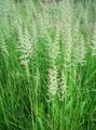 green Ornamental Plants Feather reed grass, Striped feather reed cereals, Calamagrostis characteristics, Photo