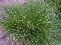 Photo Fiber Optic Grass, Salt Marsh Bulrush Aquatic Plants growing and characteristics