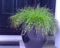 verde Optica Iarba Fibre, Sare Marsh Papura plante acvatice, Isolepis cernua, Scirpus cernuus caracteristici, fotografie