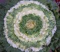 Photo Flowering Cabbage, Ornamental Kale, Collard, Cole  growing and characteristics