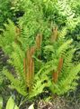 Photo Flowering fern  growing and characteristics
