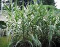 Photo Giant Reed Cereals growing and characteristics