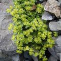 Photo Golden saxifrage Leafy Ornamentals growing and characteristics