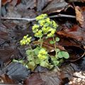svetlo-zelena Okrasne Rastline Golden Saxifrage okrasna listnata, Chrysosplenium značilnosti, fotografija