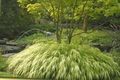 Foto Hakone Gras, Japanische Gras Getreide wächst und Merkmale