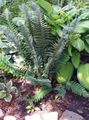 Photo Hard shield fern, Soft shield fern  growing and characteristics