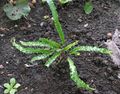 zelená Dekorativní rostliny Hart Jazyk Kapradina kapradí, Phyllitis scolopendrium charakteristiky, fotografie