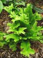 зелен Декоративни растения Езикът Папрат Харт папратовидни, Phyllitis scolopendrium характеристики, снимка