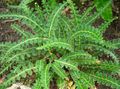 green Ornamental Plants Hart's tongue fern, Asplenium characteristics, Photo