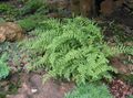 Photo Hay Scented Fern  growing and characteristics