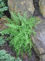 green Ornamental Plants Hay Scented Fern, Dennstaedtia characteristics, Photo