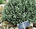 Photo Helichrysum, Curry Plant, Immortelle Leafy Ornamentals growing and characteristics