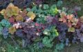 multicolor Ornamental Plants Heuchera, Coral flower, Coral Bells, Alumroot leafy ornamentals characteristics, Photo