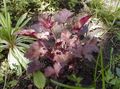Photo Heuchera, Coral flower, Coral Bells, Alumroot Leafy Ornamentals growing and characteristics