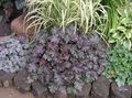 purple Ornamental Plants Heuchera, Coral flower, Coral Bells, Alumroot leafy ornamentals characteristics, Photo