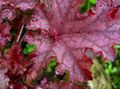 red Ornamental Plants Heuchera, Coral flower, Coral Bells, Alumroot leafy ornamentals characteristics, Photo