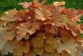 Photo Heuchera, Coral flower, Coral Bells, Alumroot Leafy Ornamentals growing and characteristics