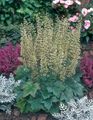 green Ornamental Plants Heuchera, Coral flower, Coral Bells, Alumroot leafy ornamentals characteristics, Photo