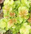 light green Ornamental Plants Heuchera, Coral flower, Coral Bells, Alumroot leafy ornamentals characteristics, Photo