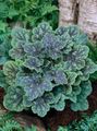 dark green Ornamental Plants Heuchera, Coral flower, Coral Bells, Alumroot leafy ornamentals characteristics, Photo
