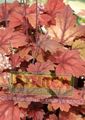 Foto Heucherella, Schaumigen Glocken Dekorative-Laub wächst und Merkmale