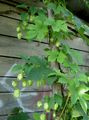 Photo Hop Leafy Ornamentals growing and characteristics