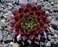 Photo JovibarbaHouseleek, Hen-and-Chickens Succulents growing and characteristics