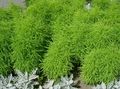 Photo Kochia, Burning Bush, Summer Cypress, Mexican Fireweed, Belvedere Leafy Ornamentals growing and characteristics