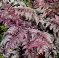 Photo Lady fern, Japanese painted fern  growing and characteristics