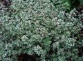 pestrofarebný Dekoratívne rastliny Citrón Tymián dekoratívne a listnaté, Thymus-citriodorus vlastnosti, fotografie