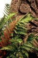 Photo Male fern, Buckler fern, Autumn Fern  growing and characteristics
