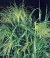 Photo Millet Cereals growing and characteristics