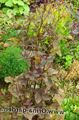 Foto Mitsu-Ba, Japanische Honeywort, Japanische Petersilie Dekorative-Laub wächst und Merkmale