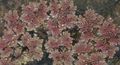 burgundy,claret Mosquito Plant, Mosquito Fern, Azolla characteristics, Photo