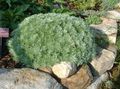 zlatan Ukrasne Biljke Mugwort Patuljak ukrasno lisnata, Artemisia karakteristike, Foto