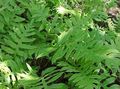 green Ornamental Plants Netted Chain Fern, Woodwardia areolata characteristics, Photo