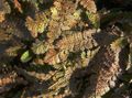 Foto Neuseeland Messingknöpfe Dekorative-Laub wächst und Merkmale