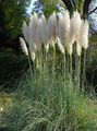 Photo Pampas grass Cereals growing and characteristics
